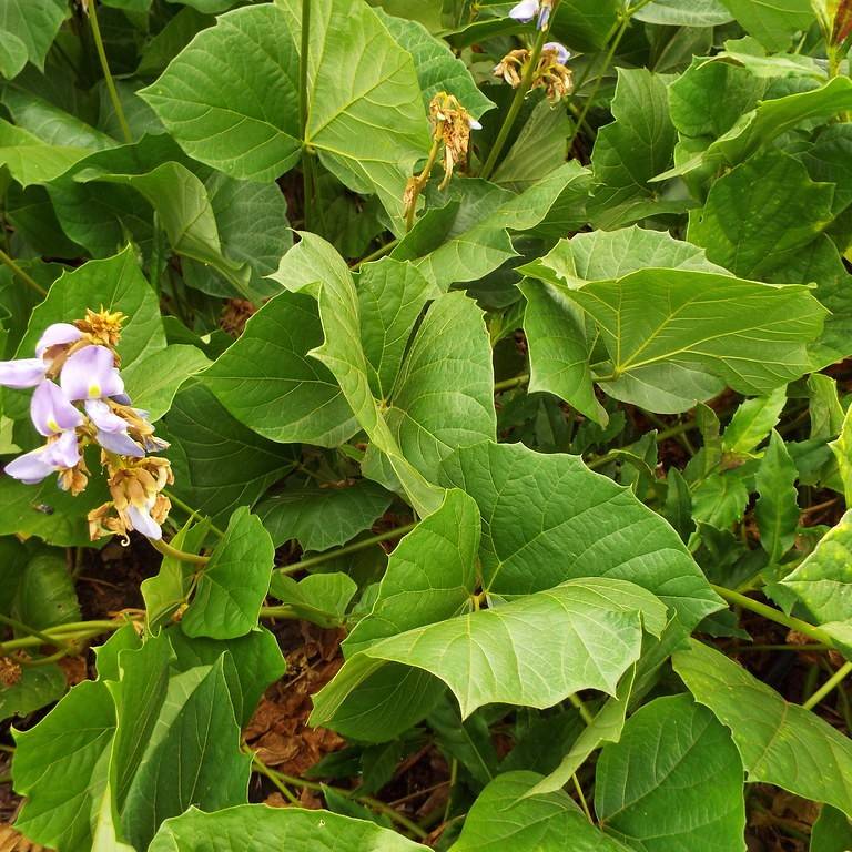 jicama (Pachyrhizus erosus) plant