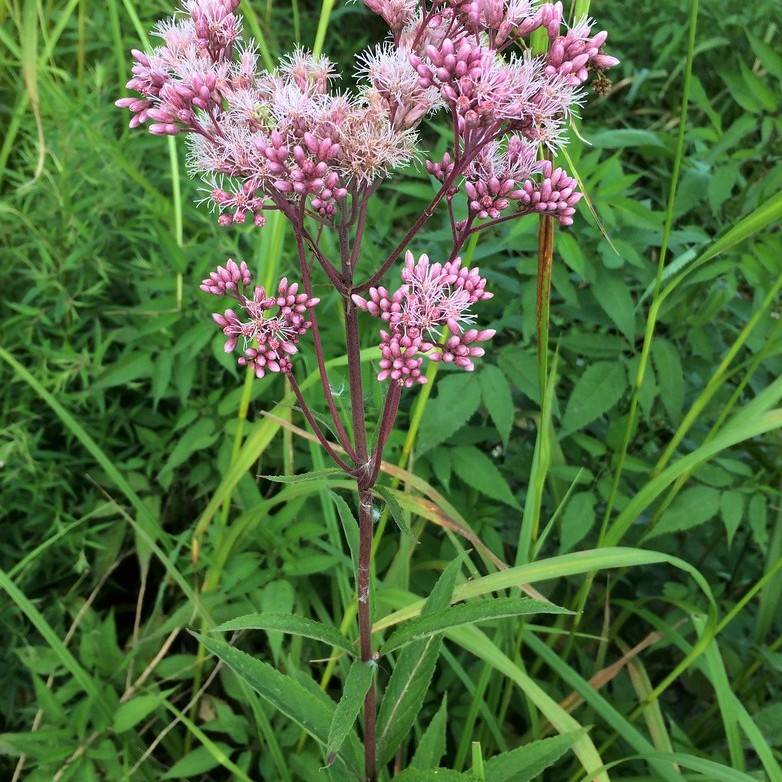 Joe Pye weed (Eutrochium purpureum 'FLOREUPRE1' EUPHORIA RUBY) plant — close-up photo