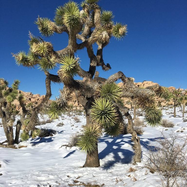 Joshua tree (Yucca brevifolia) plant