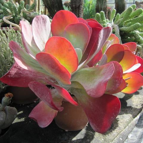 kalanchoe (Kalanchoe thyrsiflora 'Flapjacks') plant