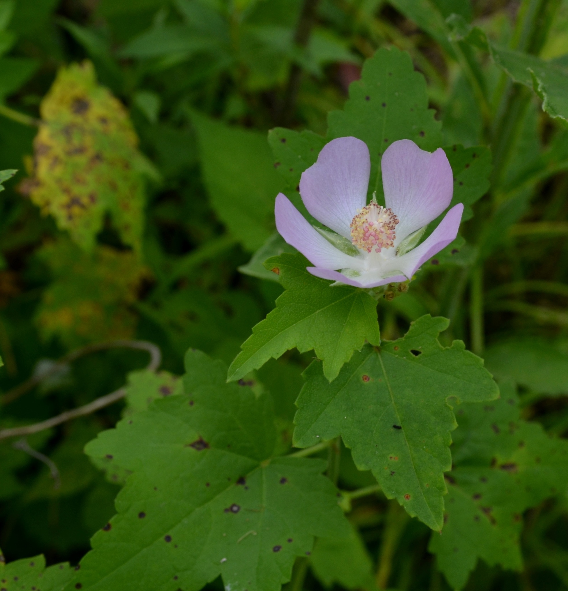 Kankakee Mallow (Iliamna remota) plant — close-up photo