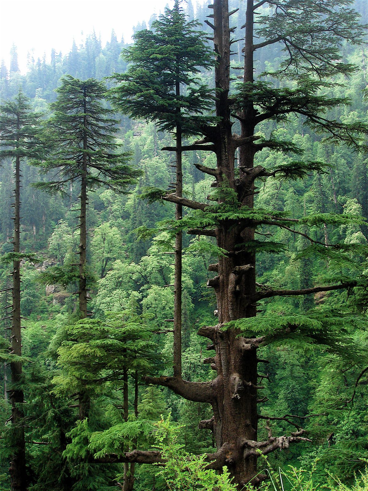 Karl Fuchs Deodar Cedar (Cedrus deodara 'Karl Fuchs') plant — close-up photo