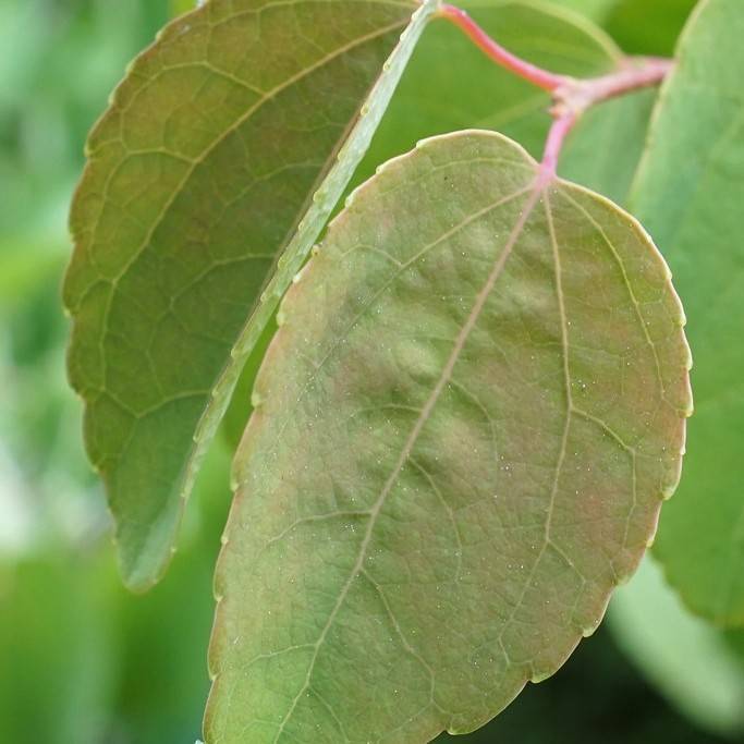 katsura tree (Cercidiphyllum japonicum 'Rotfuchs' RED FOX) plant — close-up photo