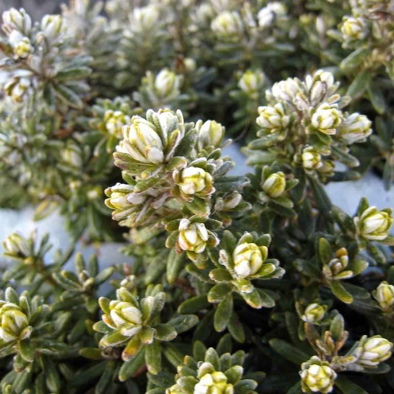 kerosene bush (Ozothamnus ledifolius) plant