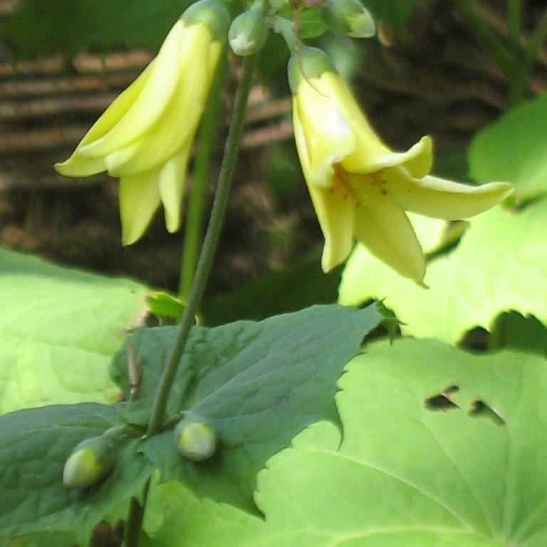 kirengeshoma (Kirengeshoma koreana) plant