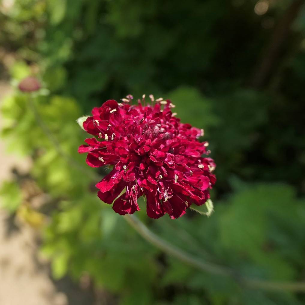 knautia (Knautia macedonica 'Thunder and Lightning') plant