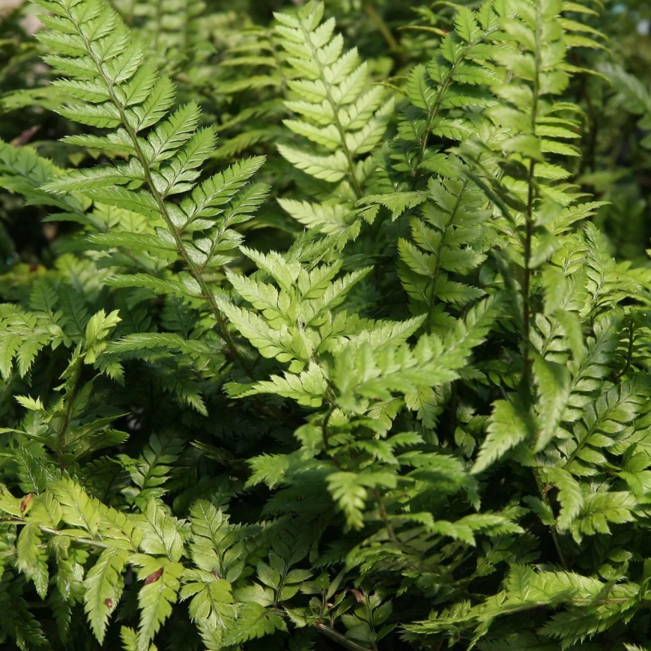 Korean rock fern (Polystichum luctuosum ( syn. P. tsus-simense )) plant