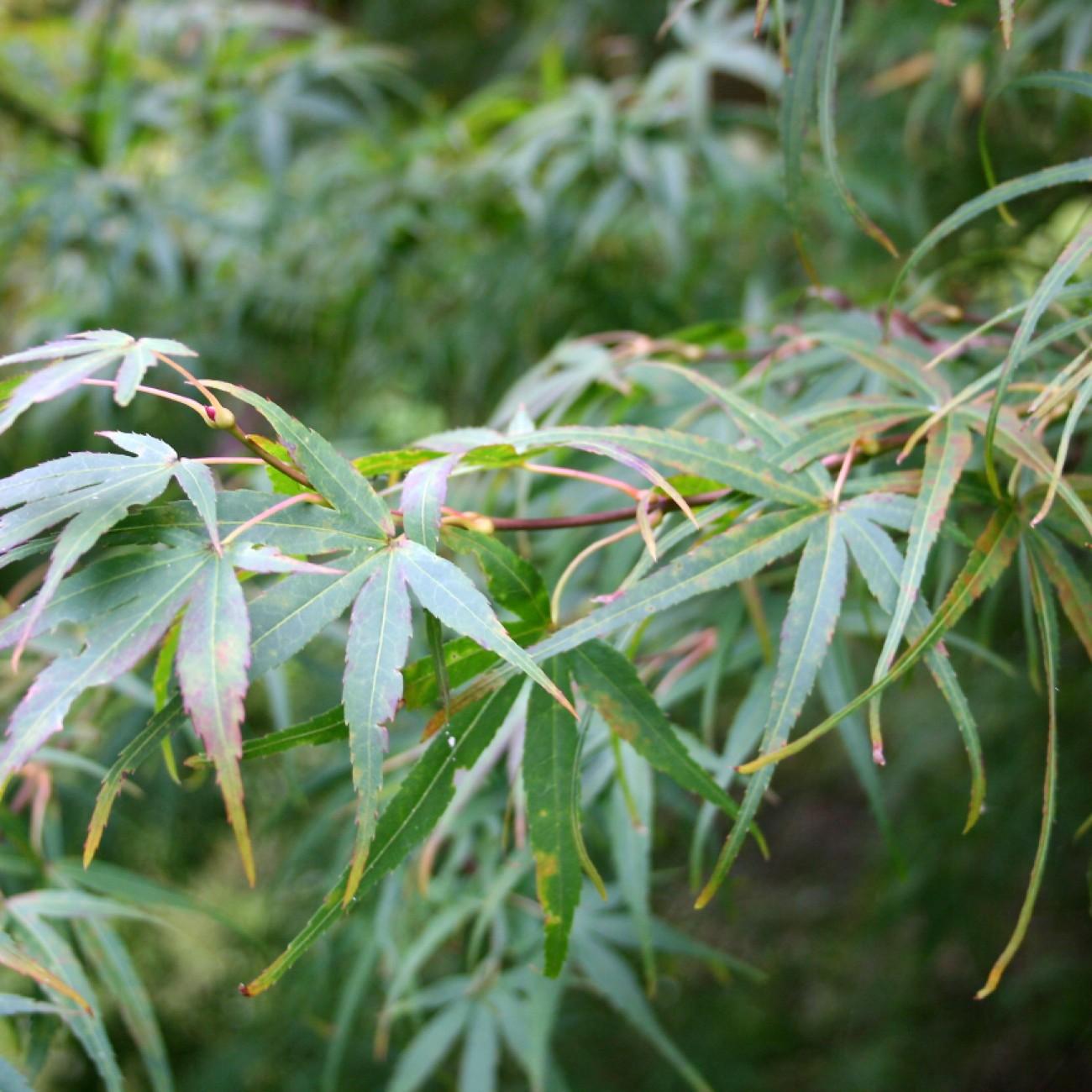 Koto No Ito Japanese Maple (Acer palmatum 'Koto No Ito') plant