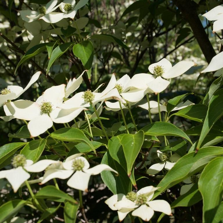 kousa dogwood (Cornus kousa 'Snow Tower') plant — close-up photo