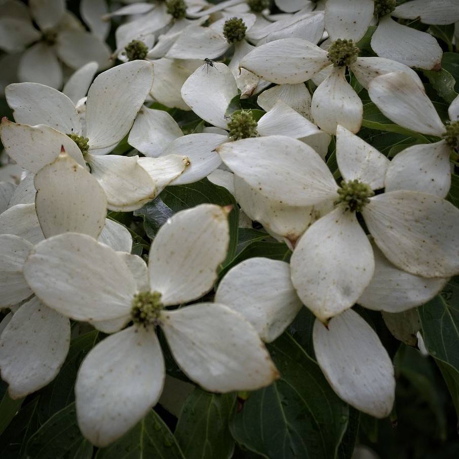 kousa dogwood (Cornus kousa var. chinensis 'Madison' CROWN JEWEL) plant — close-up photo