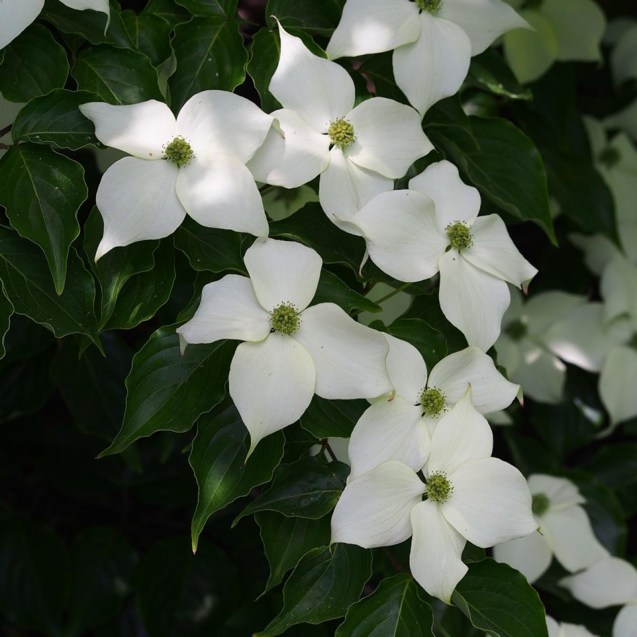 kousa dogwood (Cornus kousa 'Weaver's Weeping') plant — close-up photo
