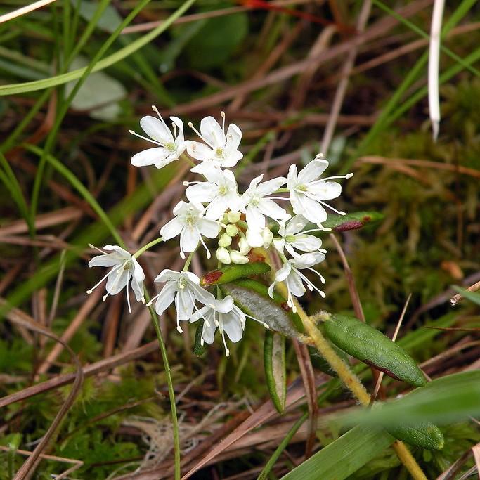 Labrador tea (Rhododendron groenlandicum) plant