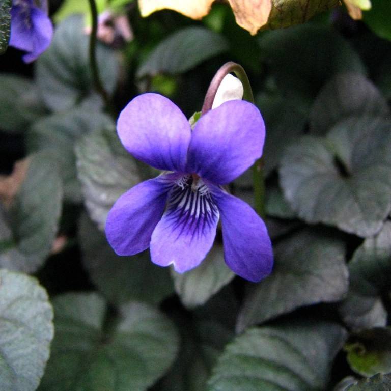 Labrador violet (Viola labradorica) plant
