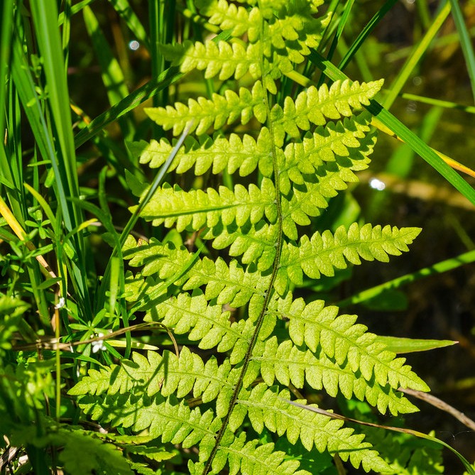lady fern (Athyrium filix-femina 'Dre's Dagger') plant — close-up photo