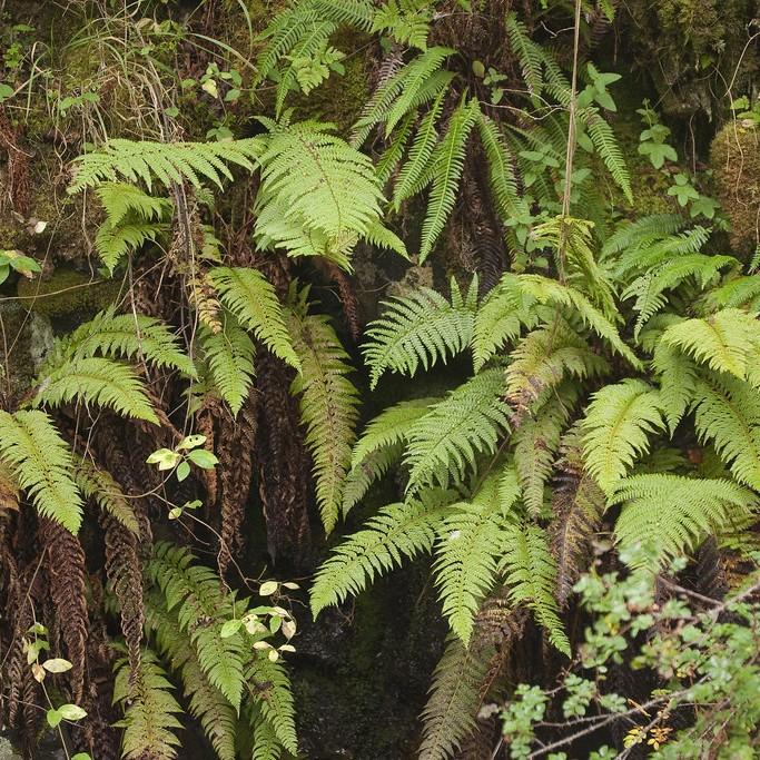 lady fern (Athyrium filix-femina 'Fancy Fronds') plant — close-up photo