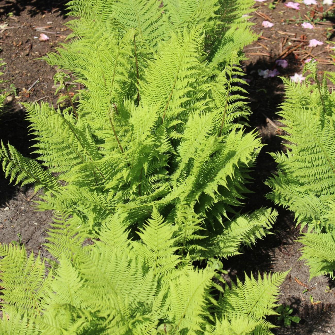 lady fern (Athyrium filix-femina 'Rotstiel') plant — close-up photo
