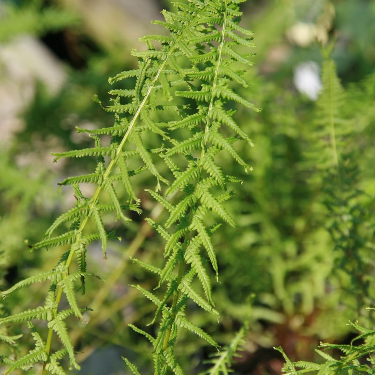 lady fern (Athyrium filix-femina 'Victoriae') plant — close-up photo