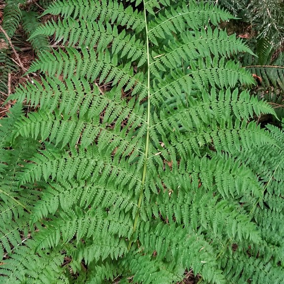 lady fern (Athyrium thelypterioides) plant — close-up photo