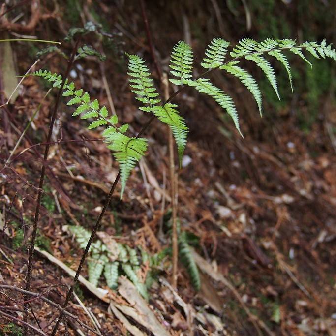 lady fern (Athyrium vidalii) plant — close-up photo