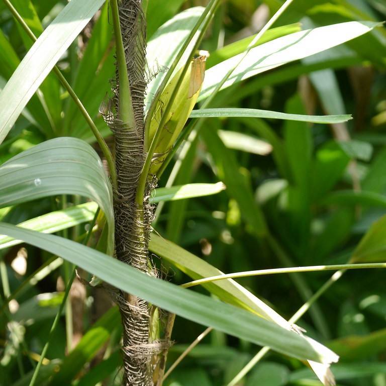 lady palm (Rhapis excelsa) plant