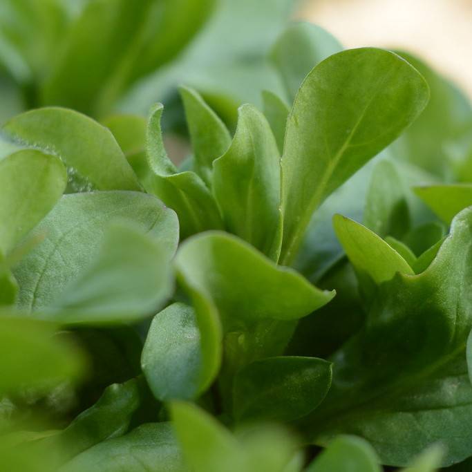 lamb's lettuce (Valerianella locusta) plant