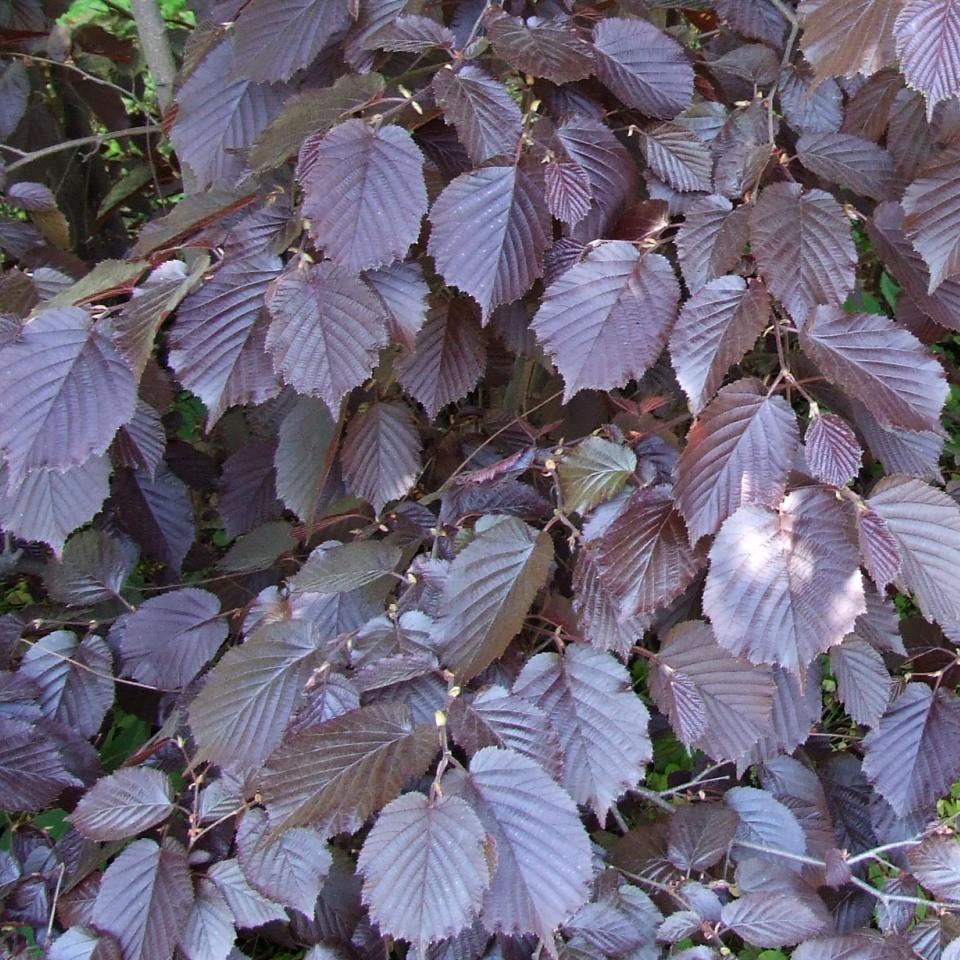 large filbert (Corylus maxima) plant — close-up photo