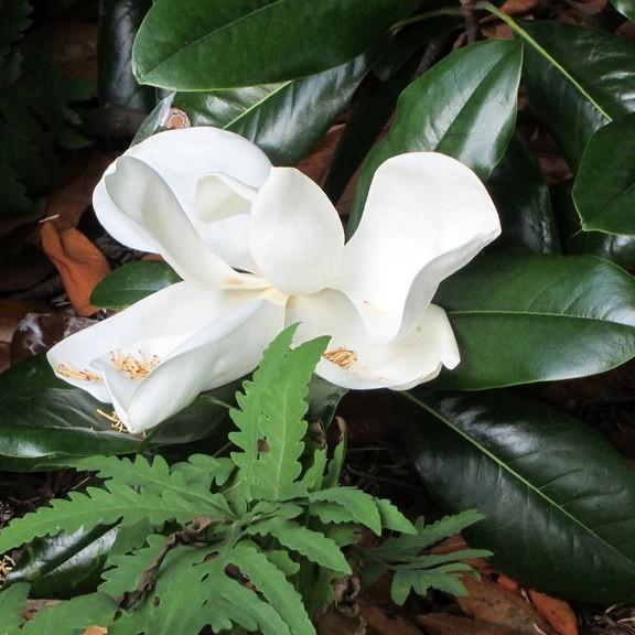 large-flowered magnolia (Magnolia grandiflora 'Edith Bogue') plant