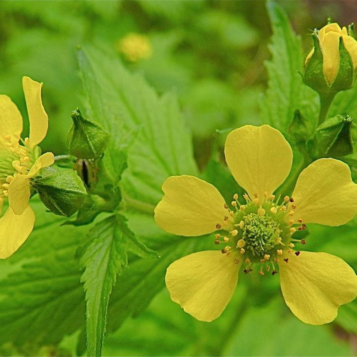 large-leaved avens (Geum macrophyllum) plant