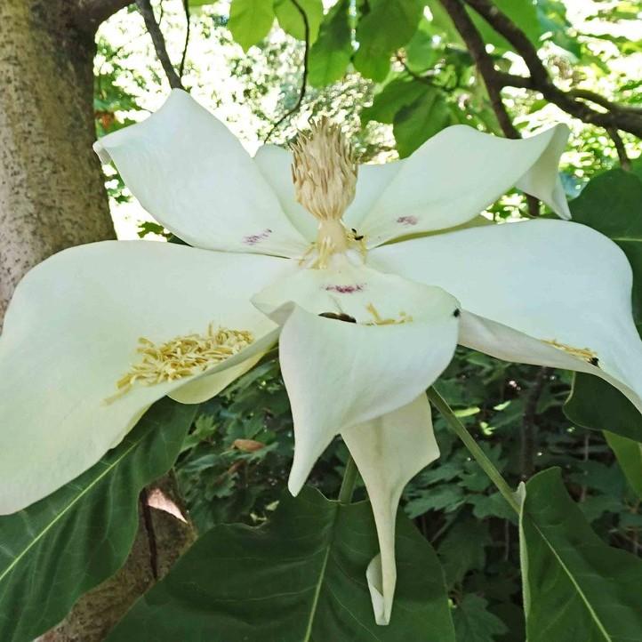 large-leaved cucumber tree (Magnolia macrophylla) plant