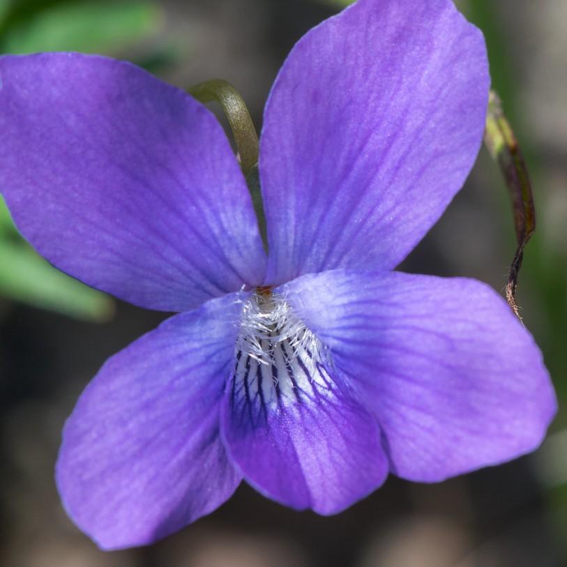 larkspur violet (Viola pedatifida) plant