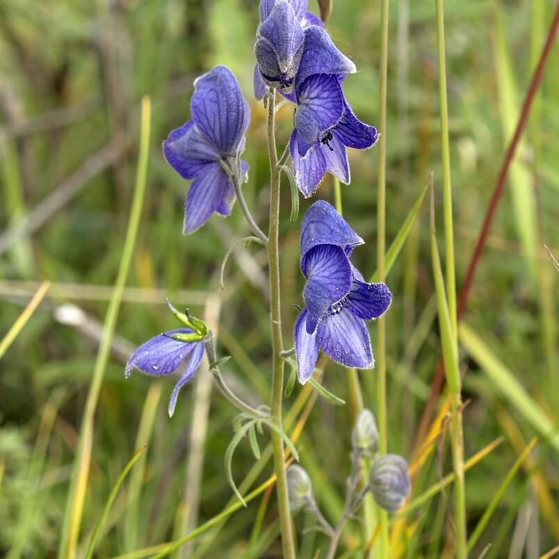 Larkspurleaf Monkshood (Aconitum delphiniifolium de) plant