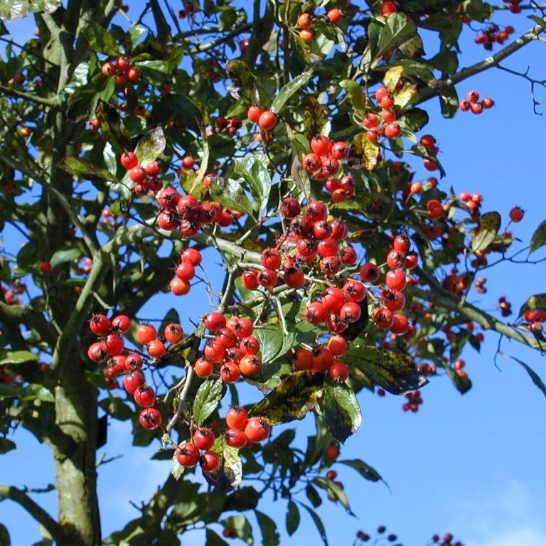 Lavalle hawthorn (Crataegus x lavallei) plant