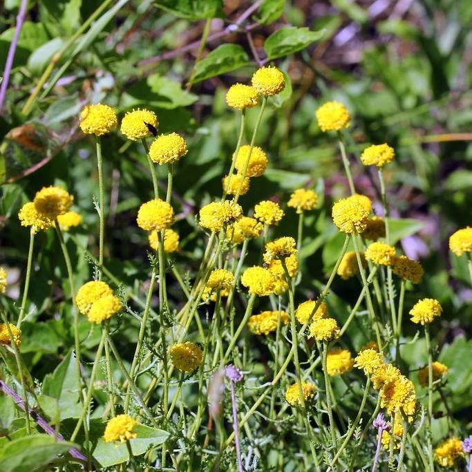 lavender cotton (Santolina chamaecyparissus) plant