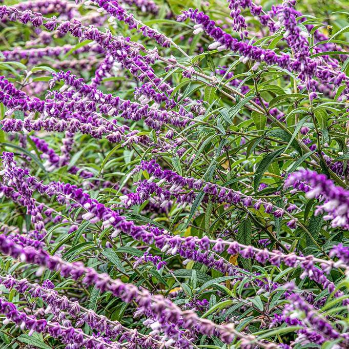 lavender (Lavandula 'Silver Frost') plant