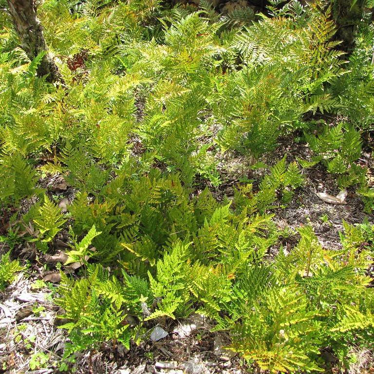 leather fern (Rumohra adiantiformis) plant