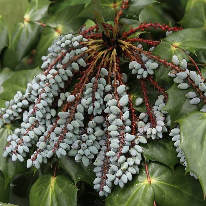 leatherleaf mahonia (Mahonia bealei) plant