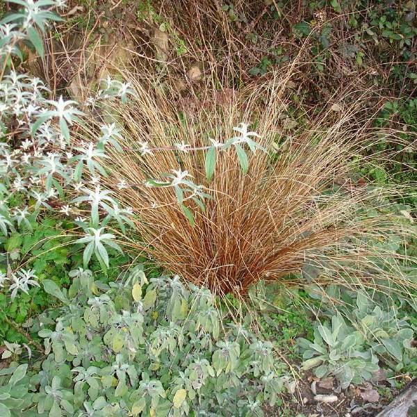 leatherleaf sedge (Carex buchananii) plant — close-up photo