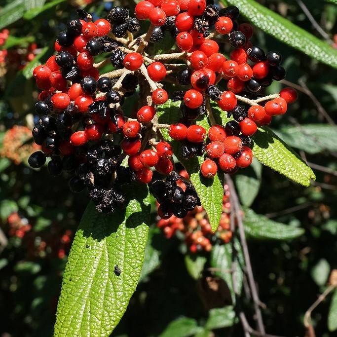 leatherleaf viburnum (Viburnum rhytidophyllum) plant