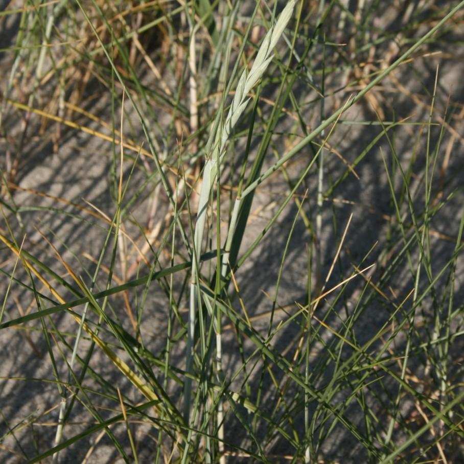 Lemmon's Needlegrass (Achnatherum lemmonii) plant