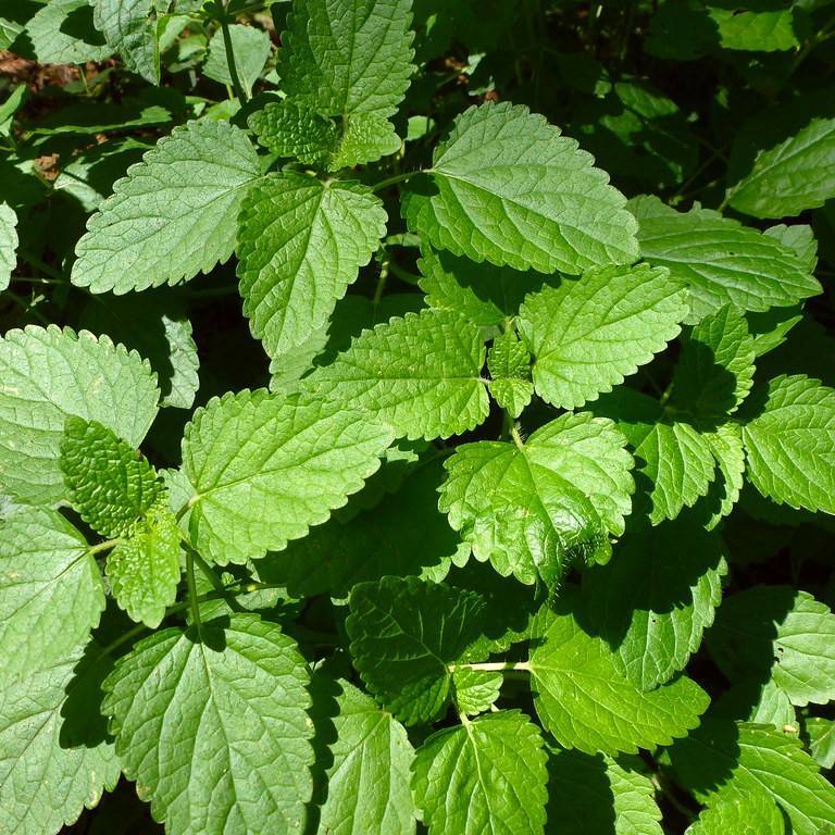 lemon balm (Melissa officinalis) plant