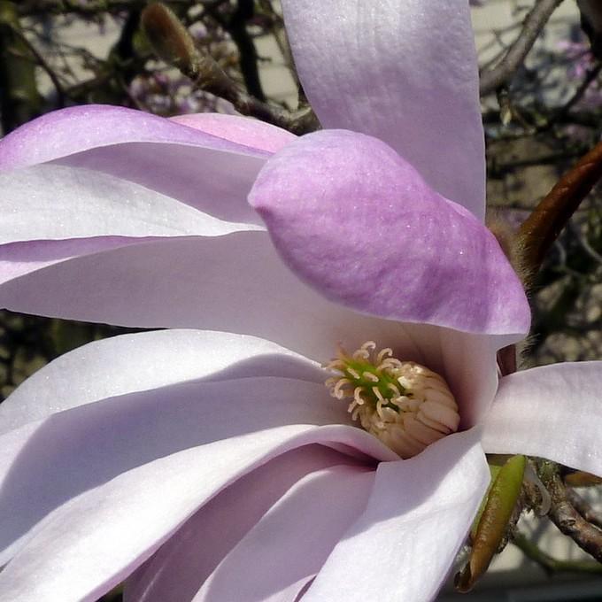 Leonard Messel Magnolia (Magnolia x loebneri 'Leonard Messel') plant — close-up photo