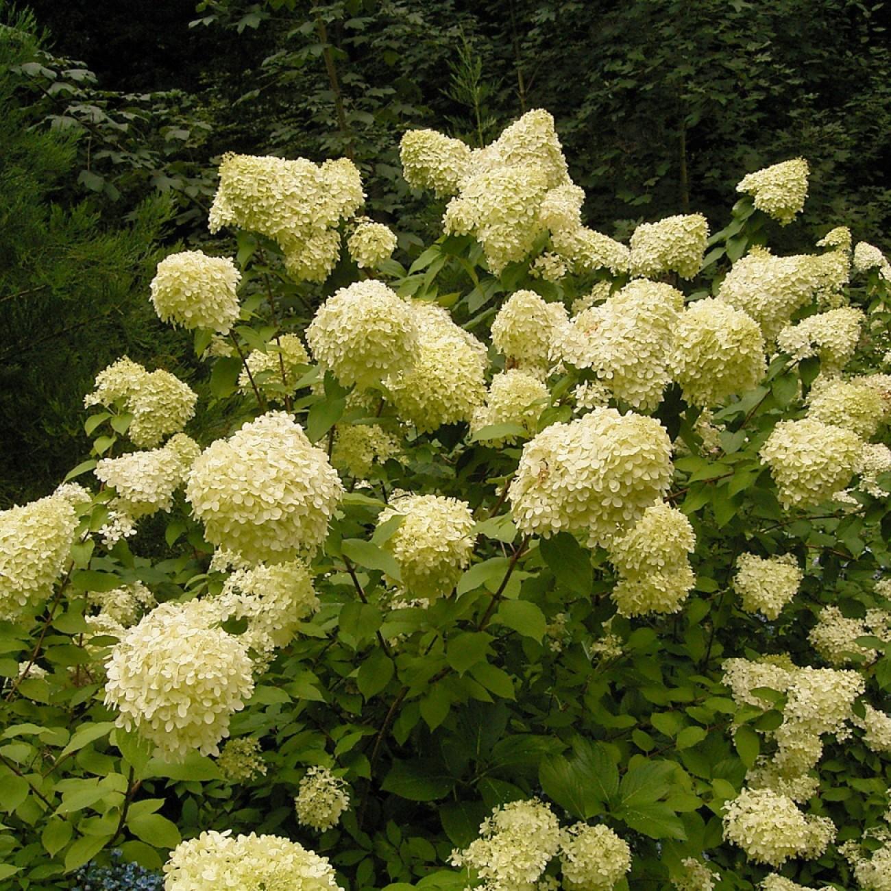 Limelight Hydrangea (tree form) (Hydrangea paniculata 'Limelight (tree form)') plant — close-up photo