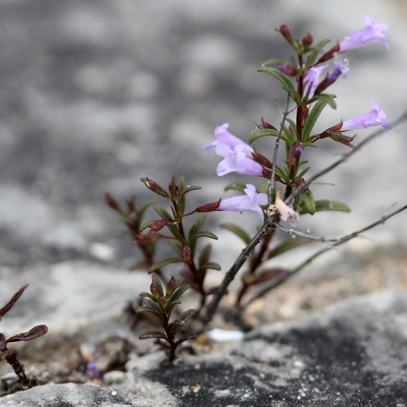limestone calamint (Clinopodium arkansanum) plant — close-up photo