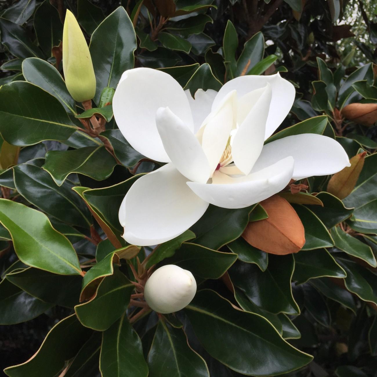 Little Gem Magnolia (Magnolia grandiflora 'Little Gem') plant — close-up photo