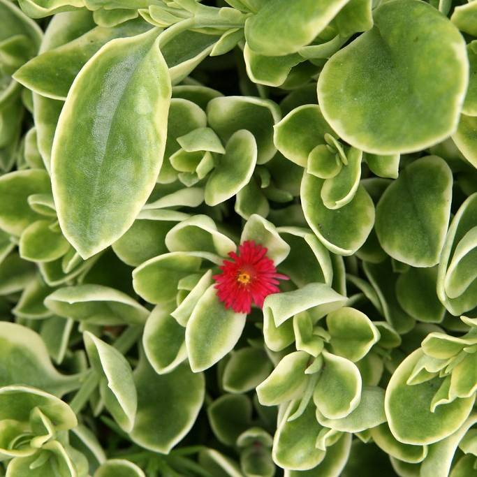 livingstone daisy (Dorotheanthus bellidiformis 'Mesbicla' MEZOO TRAILING RED) plant — close-up photo
