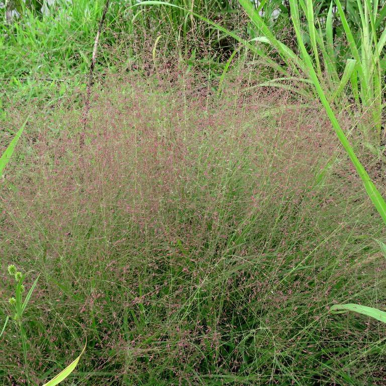 lovegrass (Eragrostis trichodes 'Bend') plant — close-up photo