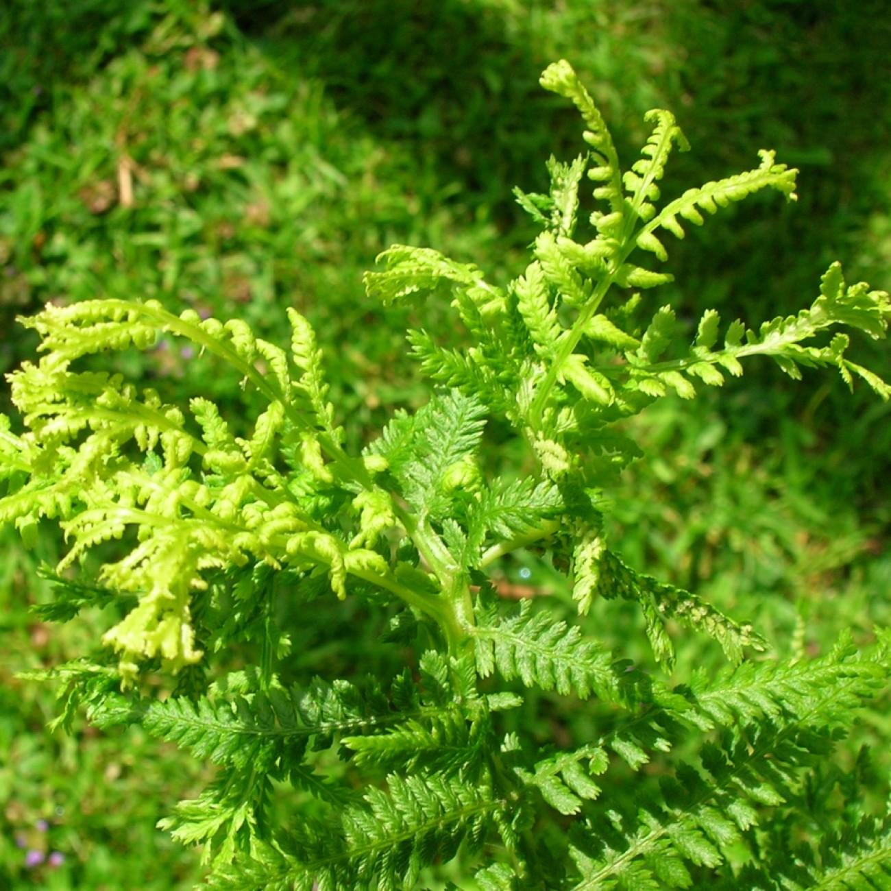 male fern (Dryopteris filix-mas 'Linearis') plant — close-up photo