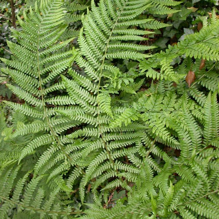 male fern (Dryopteris filix-mas) plant — close-up photo