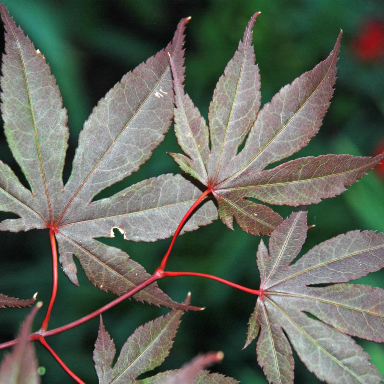 Margaret Bee Japanese Maple (Acer palmatum 'Margaret Bee') plant — close-up photo