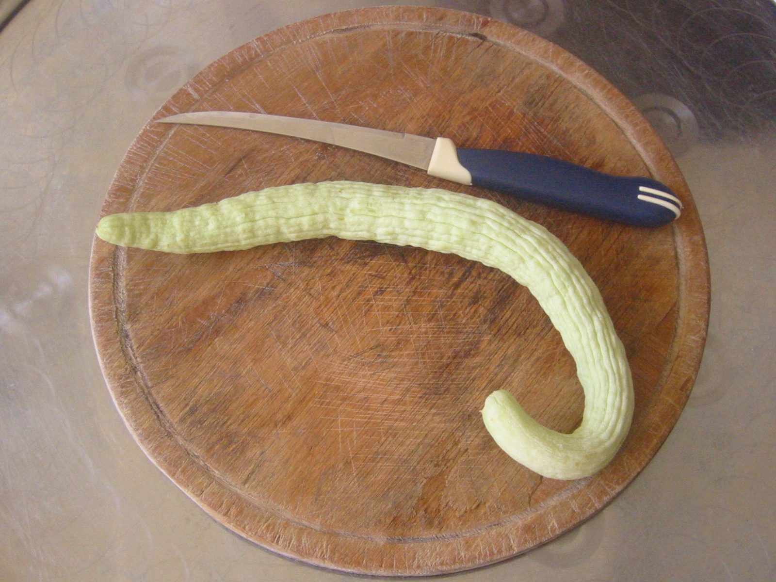 melon (Cucumis melo var. flexuosus) plant — close-up photo